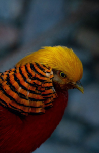 Protected National Parks and Reserves 