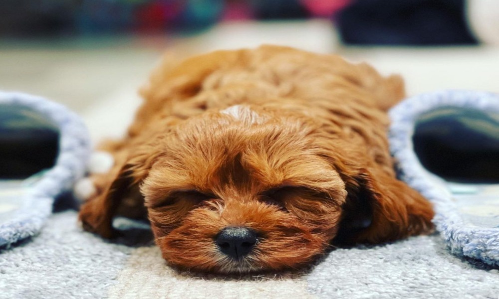 Norris Nuts Dog Bubba Who is Norris Nuts? Publicist Paper