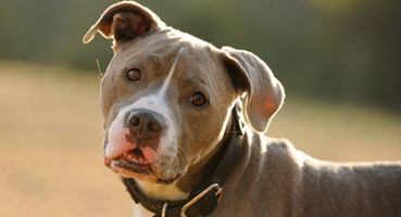 Nine Dog Breeds That Lick A Lot