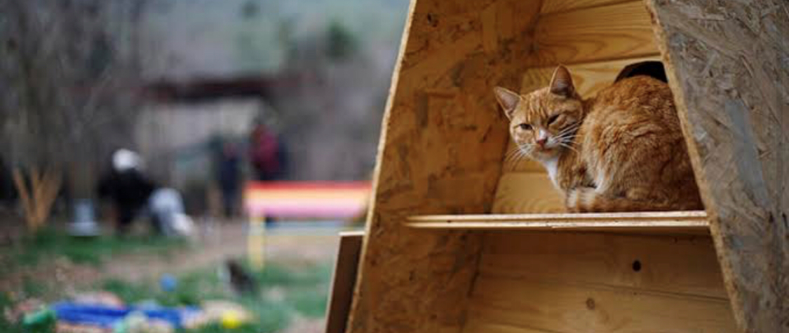 Essential Things That You Need Before Getting a Cat