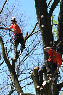 ARBORIST