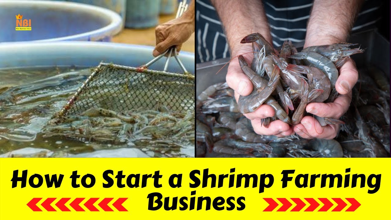 Shrimp Farming