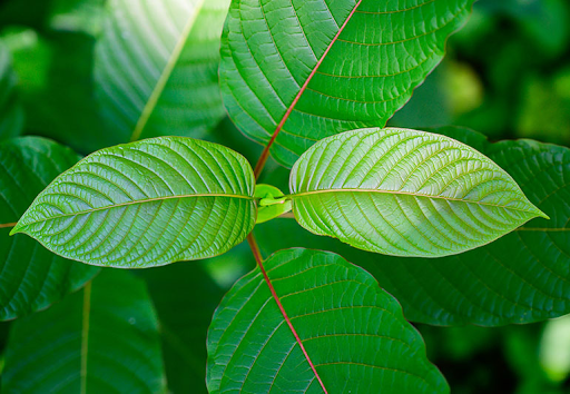 5 Amazing Health Benefits of Kratom