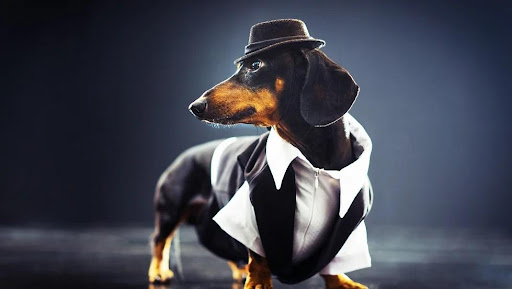 The Ultimate Shopping List for Your Fashionable Dog