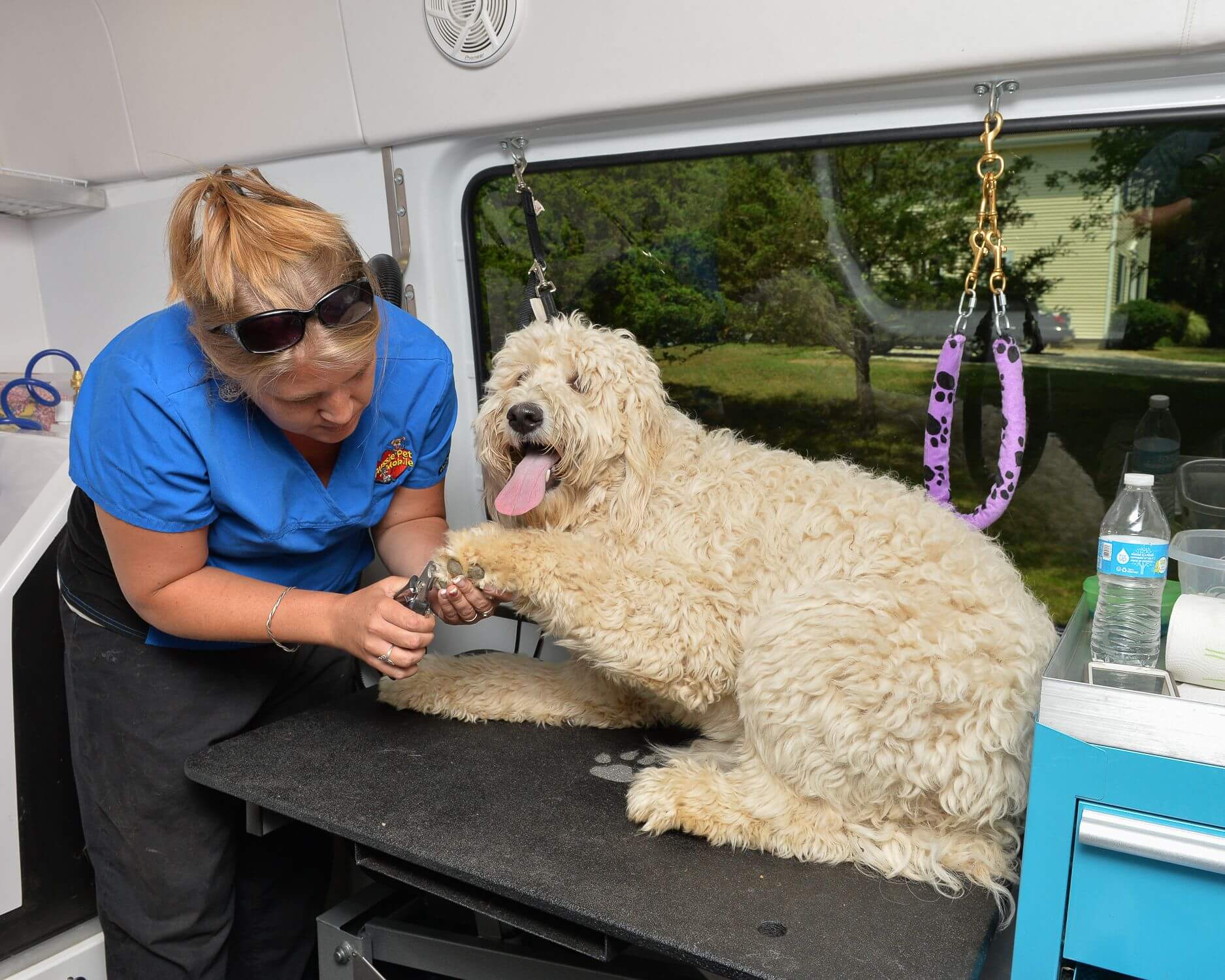 Dog Grooming Westchester The Best Mobile Dog Professional