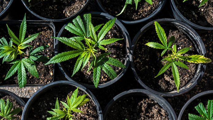 Exploring the Benefits of Weed Delivery