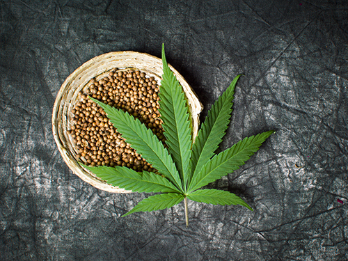 The Secret to Successful Hemp Cultivation