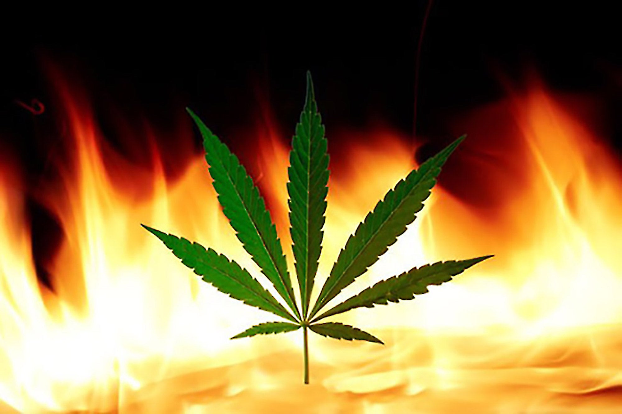 The Secret to Successful Hemp Cultivation