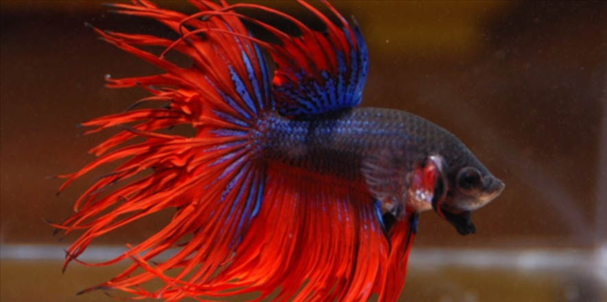 Training Your Koi Betta Fish: Tricks and Techniques