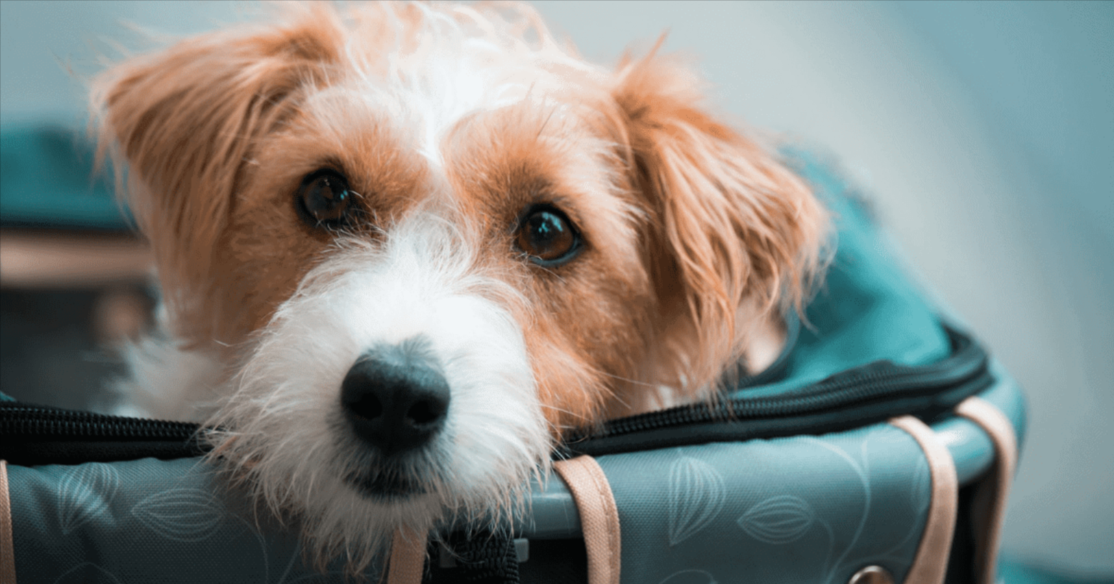 Helpful Tips And Checklist For Moving Your Pet Overseas