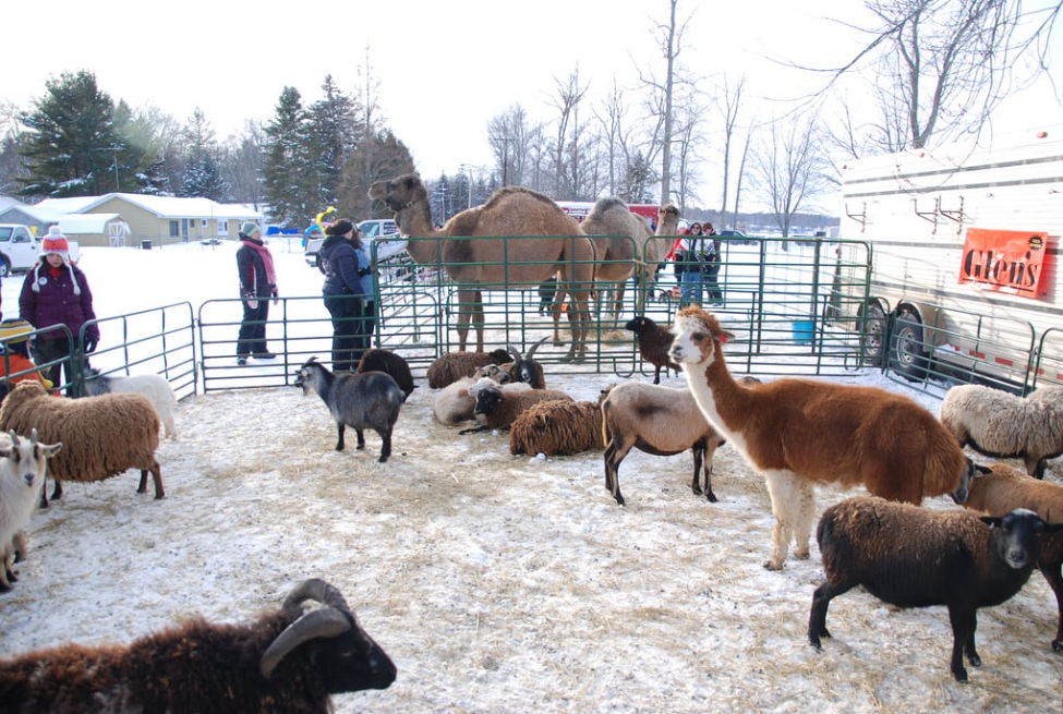 Mobile Petting Zoos on Children's