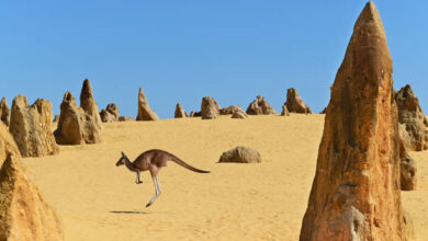 Unique Desert Landscape