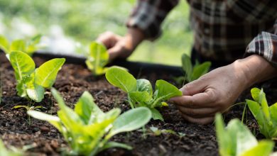 Plants with an LED Light