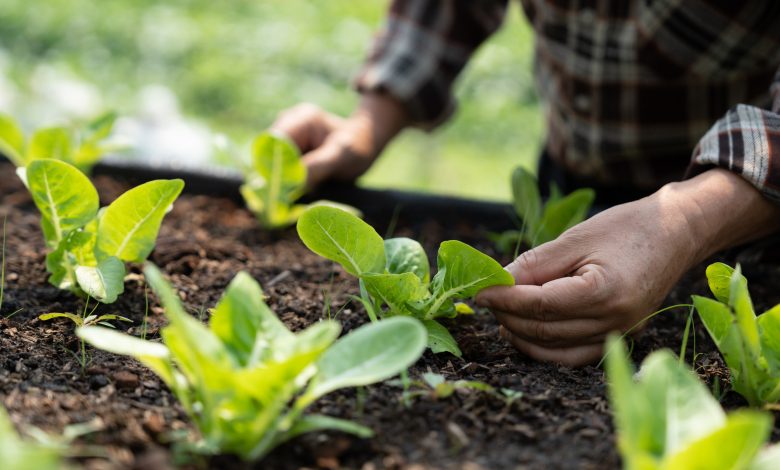 Plants with an LED Light