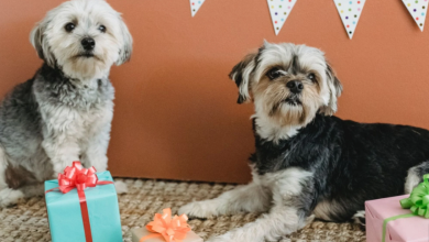 The Joys of Custom Pet Portraits: 6 Reasons to Get One Made For Your Furry Friend