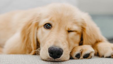 expert pet transporters