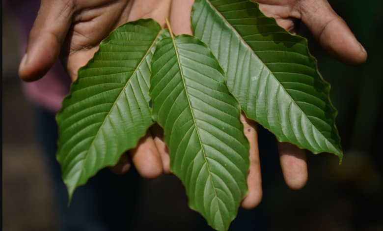 Kratom E-Commerce: A Tech-Savvy Guide to Purchasing and Using This Herbal Remedy