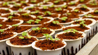 Exploring Gotu Kola Seeds: Challenges and Tips for Successful Germination