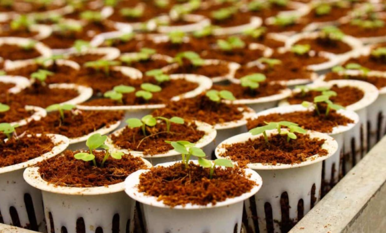 Exploring Gotu Kola Seeds: Challenges and Tips for Successful Germination