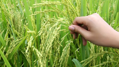 High-Tech Horticulture: How Innovation Is Shaping the World of Exotic Weed Strains