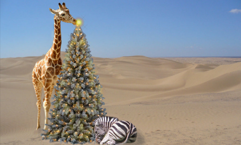 Wild Christmas Wonders