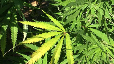 Assessing Cannabis Use Disorder Risks among Washington's Medical and Recreational Users