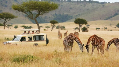 the Wonders of Kenya Safaris