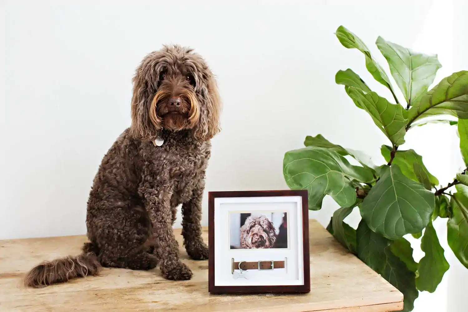 7 Heartwarming sympathy gifts for loss of pet