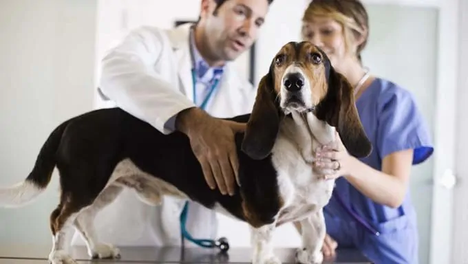 7 Steps to Finding the Best Vet For Your Pet