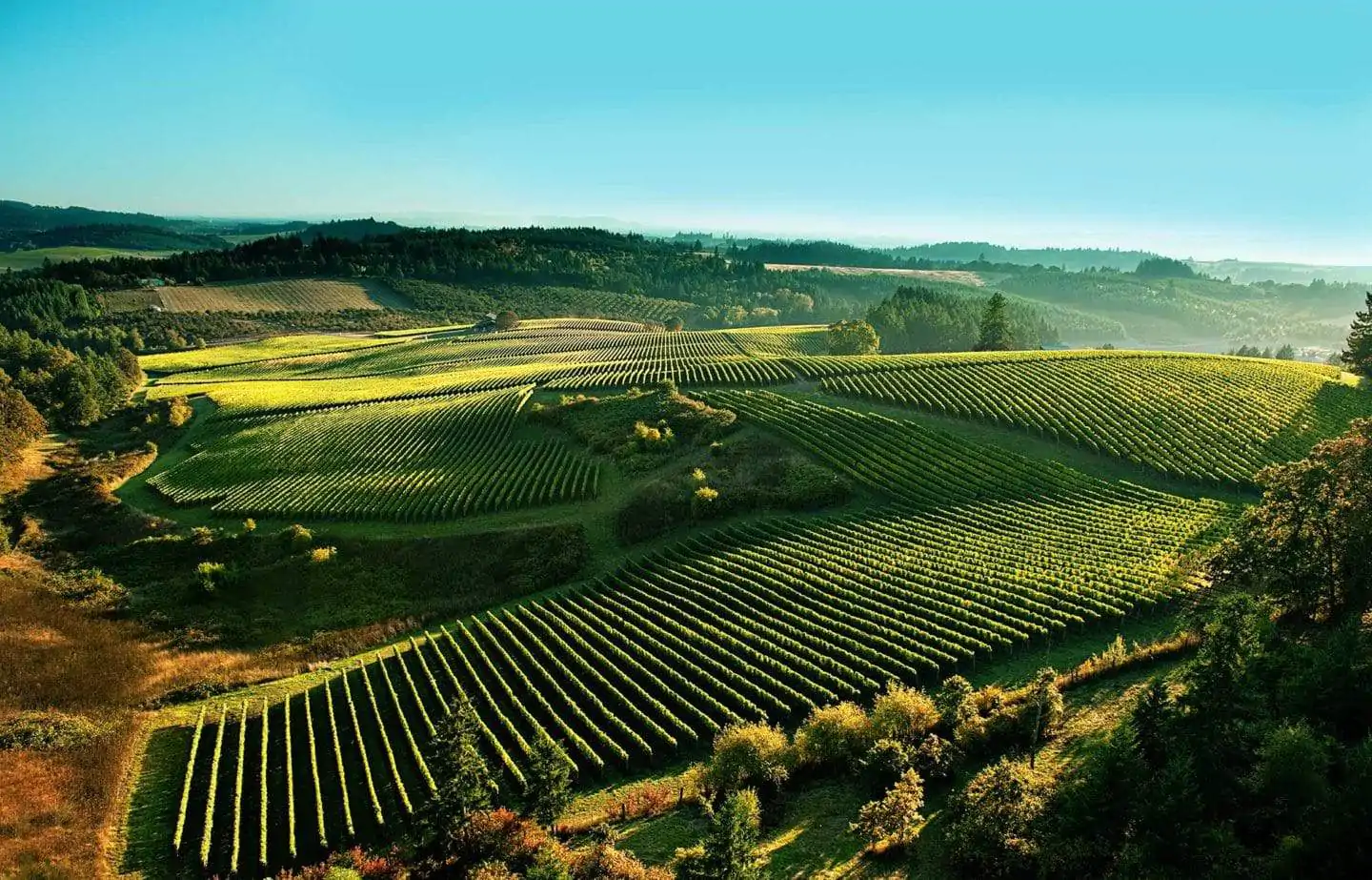 best vineyards