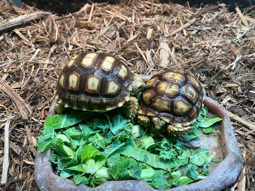 Pets are a proven source of healthy diversion from your daily stressful routine. Keeping a tortoise as a pet is an intriguing idea,